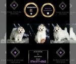 Small #6 Maltipoo