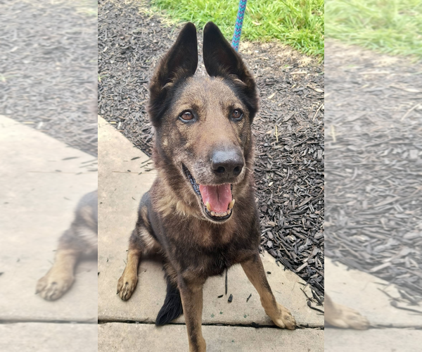 Medium Photo #6 German Shepherd Dog-Unknown Mix Puppy For Sale in Kansas City, MO, USA