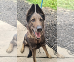Small #5 German Shepherd Dog Mix