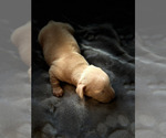 Puppy 4 Dachshund