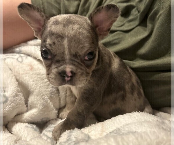 Medium Photo #2 French Bulldog Puppy For Sale in ALMO, KY, USA