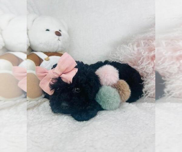 Medium Photo #3 Poodle (Toy) Puppy For Sale in TAMPA, FL, USA