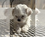 Small #21 Morkie