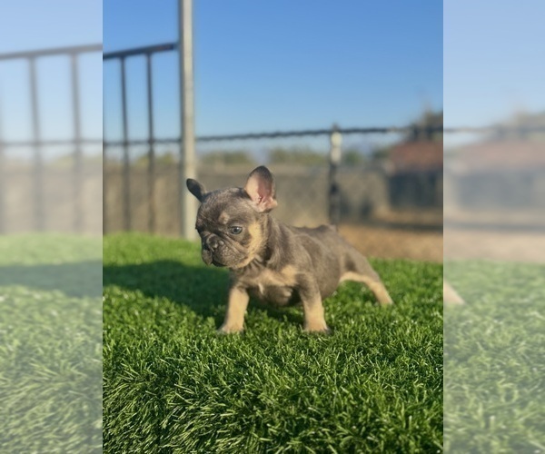 Medium Photo #4 French Bulldog Puppy For Sale in SAN FRANCISCO, CA, USA