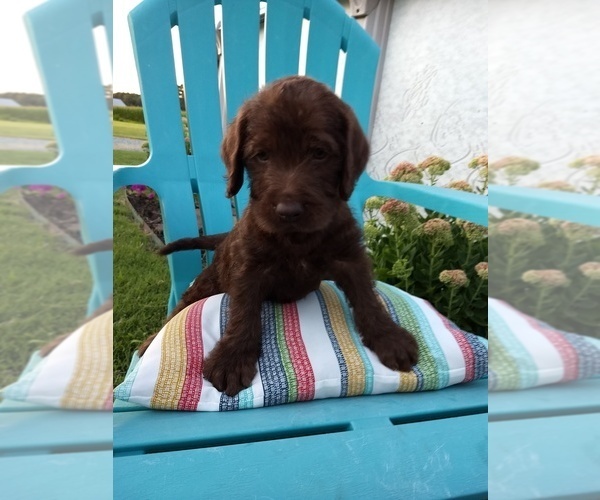Medium Photo #7 Labradoodle Puppy For Sale in STOCKTON, MD, USA