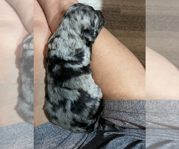 Medium Photo #8 Bernedoodle Puppy For Sale in CONWAY, AR, USA