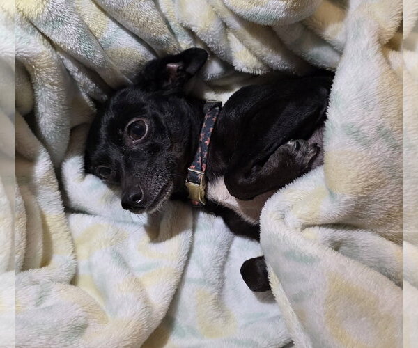 Medium Photo #2 Chihuahua Puppy For Sale in Rosenberg, TX, USA