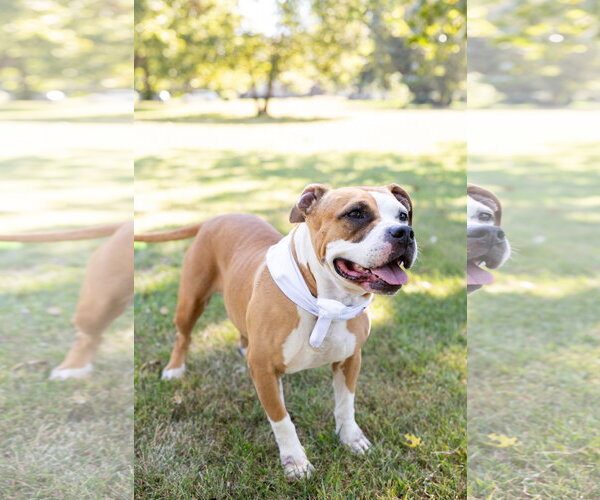 Medium Photo #26 Mutt Puppy For Sale in Crete, IL, USA