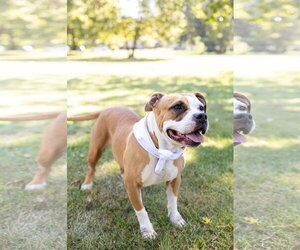 Shireen - Female Mutt Dog for Adoption - Photo #26