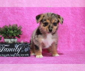 German Shepherd Dog-Welsh Cardigan Corgi Mix Puppy for sale in APPLE CREEK, OH, USA