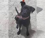 Small Patterdale Terrier Mix
