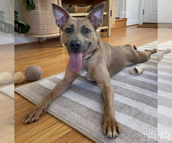 Medium Photo #9 Mutt Puppy For Sale in Washington, DC, USA