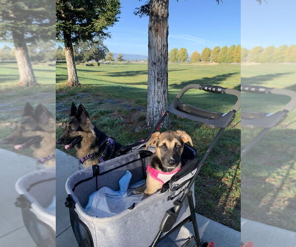 Medium Photo #1 German Shepherd Dog-Unknown Mix Puppy For Sale in West Sacramento, CA, USA