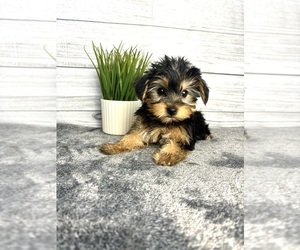 Yorkshire Terrier Puppy for sale in INDIANAPOLIS, IN, USA