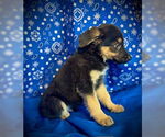 Small #1 Australian Kelpie Mix