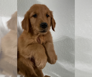 Medium Golden Retriever