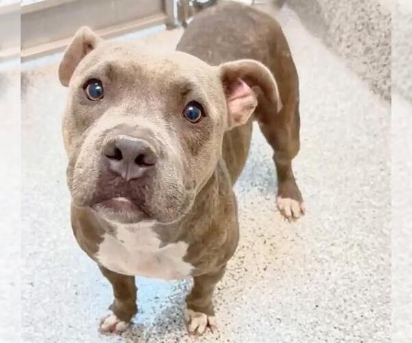 Medium Photo #2 Staffordshire Bull Terrier Puppy For Sale in Houston, TX, USA