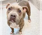 Small #1 Staffordshire Bull Terrier
