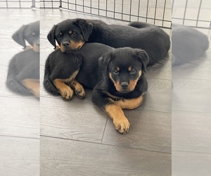 Rottweiler Puppy for sale in ONTARIO, CA, USA