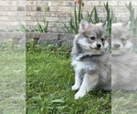 Small #14 Pomsky