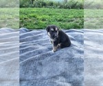 Small Photo #2 German Shepherd Dog-Siberian Husky Mix Puppy For Sale in CANISTEO, NY, USA