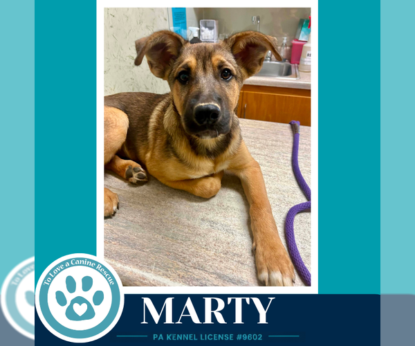 Medium Photo #2 German Shepherd Dog-Unknown Mix Puppy For Sale in Kimberton, PA, USA