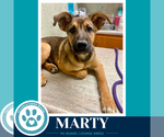 Small #1 German Shepherd Dog Mix