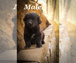 Puppy Puppy 4 Labrador Retriever