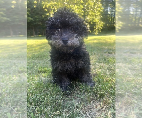Medium Photo #16 Poodle (Miniature) Puppy For Sale in DURHAM, CT, USA