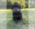 Small #15 Poodle (Miniature)