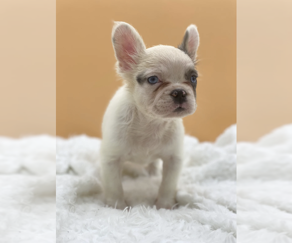 Medium Photo #2 French Bulldog Puppy For Sale in MEDINA, WA, USA