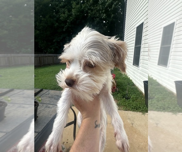 Medium Photo #1 Yorkshire Terrier Puppy For Sale in WINSTON SALEM, NC, USA