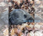 Puppy Luca Blue Faux Frenchbo Bulldog