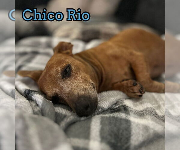 Medium Photo #14 Dachshund Puppy For Sale in San Antonio, TX, USA