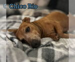 Small #13 Dachshund