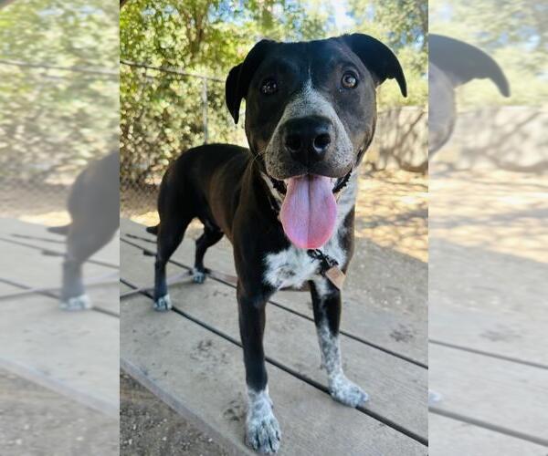 Medium Photo #2 American Pit Bull Terrier-Australian Cattle Dog Mix Puppy For Sale in Santa Barbara, CA, USA