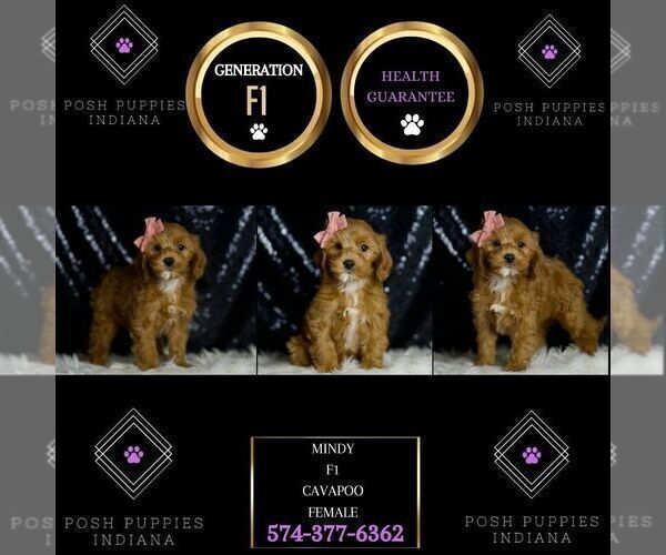 Medium Photo #6 Cavapoo Puppy For Sale in WARSAW, IN, USA