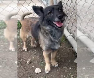 Pomeranian-Unknown Mix Dogs for adoption in Grafton, WI, USA
