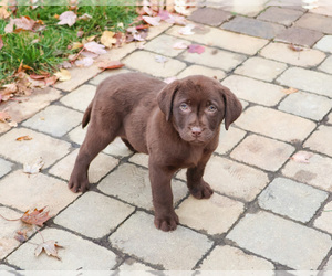 Labrador Retriever Puppy for sale in SYRACUSE, IN, USA