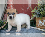 Puppy Badger Jack Russell Terrier