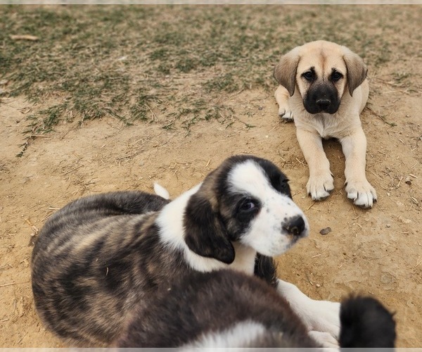 Medium Photo #18 Anatolian Shepherd Puppy For Sale in CUMBY, TX, USA