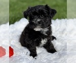 Small Photo #5 Morkie Puppy For Sale in ROCK STREAM, NY, USA