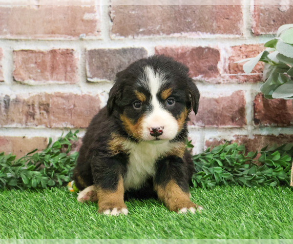 Medium Photo #6 Bernese Mountain Dog Puppy For Sale in SYRACUSE, IN, USA