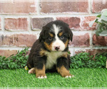 Small #5 Bernese Mountain Dog