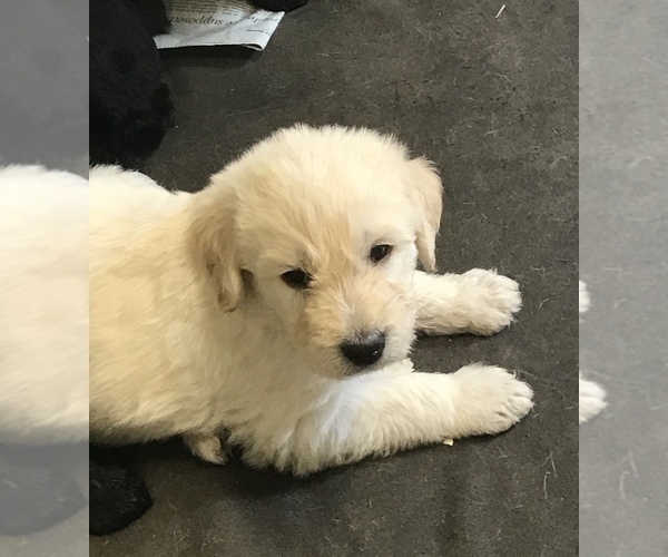 Medium Photo #3 Labradoodle Puppy For Sale in FORT CALHOUN, NE, USA
