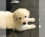 Small Photo #3 Labradoodle Puppy For Sale in FORT CALHOUN, NE, USA