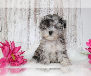 Maltese-Poodle (Toy) Mix Puppy for sale in SHILOH, OH, USA