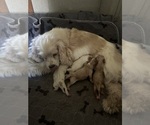 Small Photo #1 Cocker Spaniel Puppy For Sale in ALFORD, FL, USA