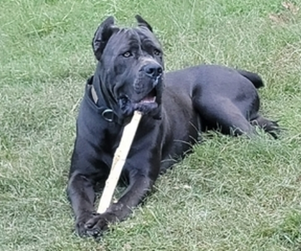 Medium Photo #1 Cane Corso Puppy For Sale in HENRY, VA, USA