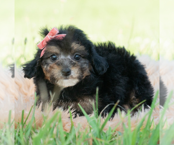 Medium Photo #28 Poodle (Miniature) Puppy For Sale in WARSAW, IN, USA